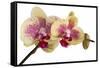 Phalaenopsis Ibrid-Fabio Petroni-Framed Stretched Canvas