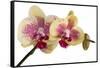 Phalaenopsis Ibrid-Fabio Petroni-Framed Stretched Canvas