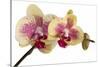 Phalaenopsis Ibrid-Fabio Petroni-Stretched Canvas