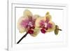 Phalaenopsis Ibrid-Fabio Petroni-Framed Photographic Print