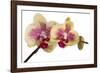 Phalaenopsis Ibrid-Fabio Petroni-Framed Photographic Print