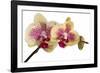 Phalaenopsis Ibrid-Fabio Petroni-Framed Photographic Print