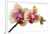 Phalaenopsis Ibrid-Fabio Petroni-Framed Photographic Print