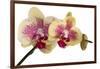 Phalaenopsis Ibrid-Fabio Petroni-Framed Photographic Print