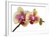 Phalaenopsis Ibrid-Fabio Petroni-Framed Photographic Print