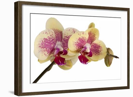 Phalaenopsis Ibrid-Fabio Petroni-Framed Photographic Print