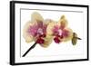 Phalaenopsis Ibrid-Fabio Petroni-Framed Photographic Print