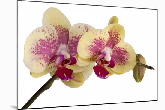 Phalaenopsis Ibrid-Fabio Petroni-Mounted Photographic Print