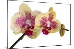 Phalaenopsis Ibrid-Fabio Petroni-Mounted Photographic Print