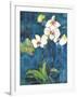 Phalaenopsis II-Connie Tunick-Framed Giclee Print