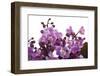 Phalaenopsis Jiaho's Pink Girl1-Fabio Petroni-Framed Photographic Print