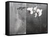 Phalaenopsis Left-Kory Fluckiger-Framed Stretched Canvas