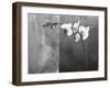 Phalaenopsis Left-Kory Fluckiger-Framed Giclee Print