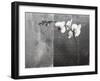 Phalaenopsis Left-Kory Fluckiger-Framed Giclee Print