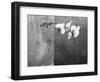 Phalaenopsis Left-Kory Fluckiger-Framed Premium Giclee Print