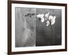 Phalaenopsis Left-Kory Fluckiger-Framed Giclee Print