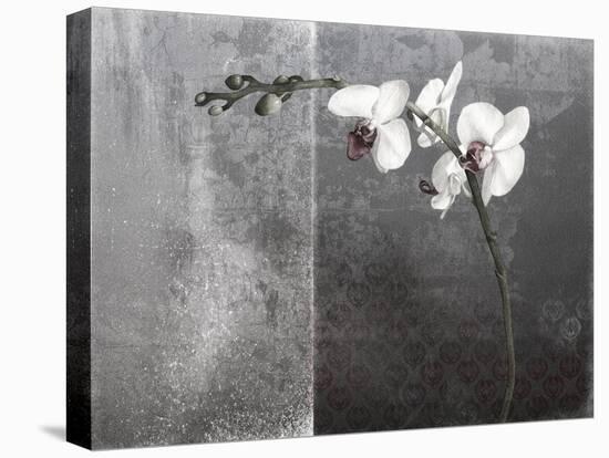 Phalaenopsis Left-Kory Fluckiger-Stretched Canvas