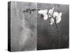 Phalaenopsis Left-Kory Fluckiger-Stretched Canvas