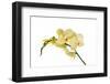 Phalaenopsis Miss Saigong1-Fabio Petroni-Framed Photographic Print