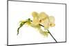 Phalaenopsis Miss Saigong1-Fabio Petroni-Mounted Photographic Print