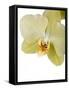 Phalaenopsis Miss Saigong2-Fabio Petroni-Framed Stretched Canvas