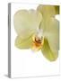 Phalaenopsis Miss Saigong2-Fabio Petroni-Stretched Canvas