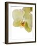 Phalaenopsis Miss Saigong2-Fabio Petroni-Framed Photographic Print