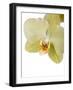 Phalaenopsis Miss Saigong2-Fabio Petroni-Framed Photographic Print