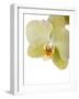 Phalaenopsis Miss Saigong2-Fabio Petroni-Framed Photographic Print