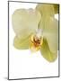 Phalaenopsis Miss Saigong2-Fabio Petroni-Mounted Photographic Print