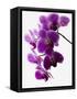 Phalaenopsis Orchids-null-Framed Stretched Canvas