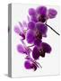 Phalaenopsis Orchids-null-Stretched Canvas