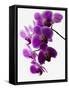 Phalaenopsis Orchids-null-Framed Stretched Canvas