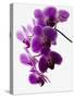 Phalaenopsis Orchids-null-Stretched Canvas