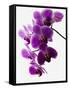 Phalaenopsis Orchids-null-Framed Stretched Canvas