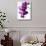 Phalaenopsis Orchids-null-Stretched Canvas displayed on a wall