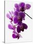 Phalaenopsis Orchids-null-Stretched Canvas