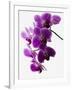 Phalaenopsis Orchids-null-Framed Premium Photographic Print