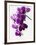 Phalaenopsis Orchids-null-Framed Premium Photographic Print