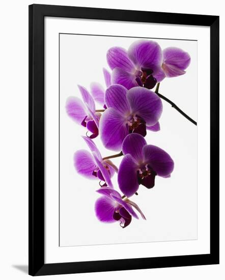 Phalaenopsis Orchids-null-Framed Premium Photographic Print