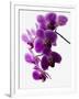 Phalaenopsis Orchids-null-Framed Premium Photographic Print