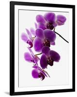 Phalaenopsis Orchids-null-Framed Premium Photographic Print