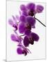 Phalaenopsis Orchids-null-Mounted Premium Photographic Print