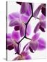 Phalaenopsis orchids-null-Stretched Canvas