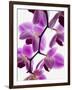 Phalaenopsis orchids-null-Framed Premium Photographic Print