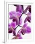 Phalaenopsis orchids-null-Framed Premium Photographic Print