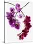 Phalaenopsis orchids-null-Stretched Canvas