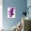 Phalaenopsis Orchids-null-Photographic Print displayed on a wall