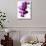 Phalaenopsis Orchids-null-Photographic Print displayed on a wall