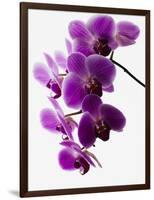 Phalaenopsis Orchids-null-Framed Photographic Print